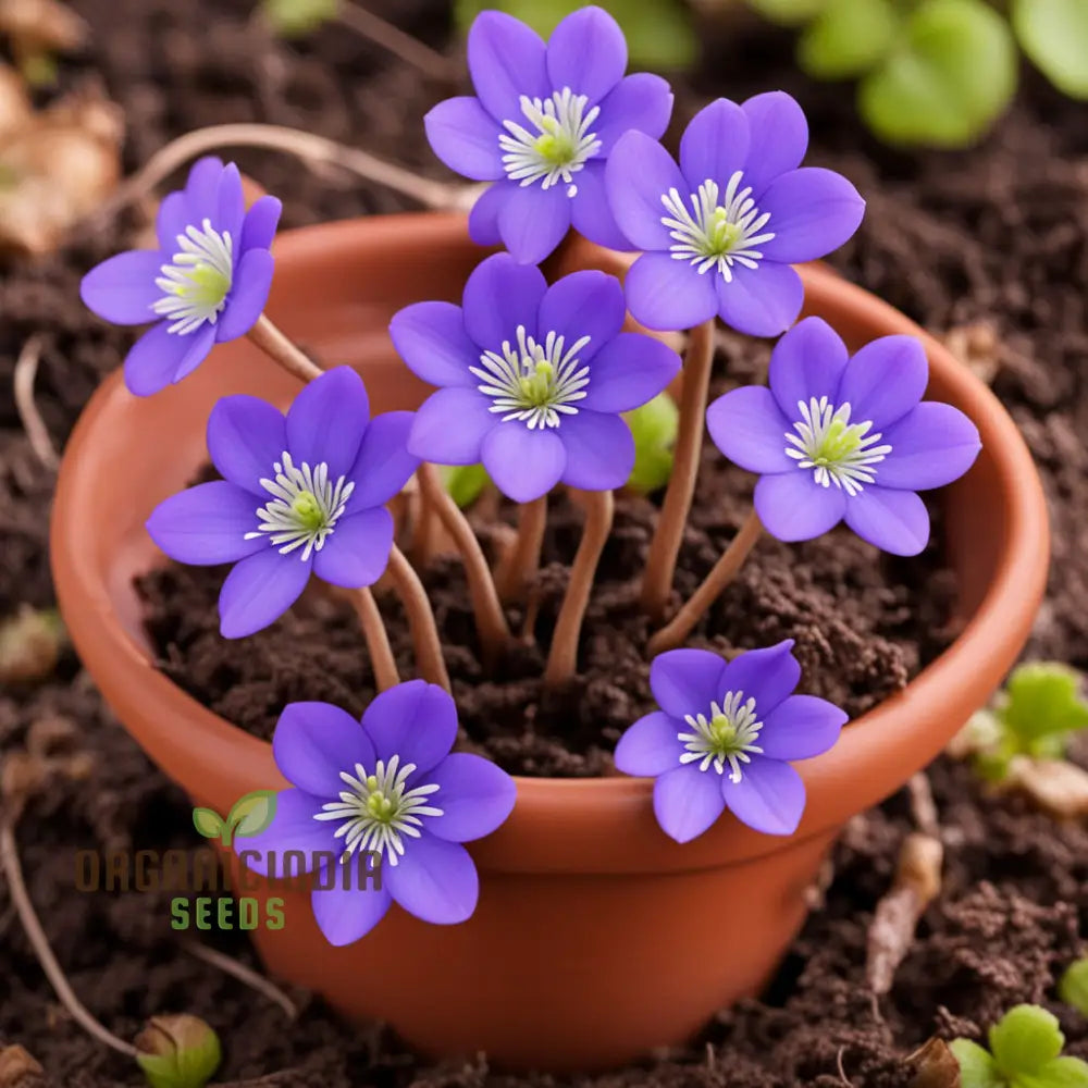 Non-GMO Hepatica Nobilis Garden Seeds for Elegant Blooms