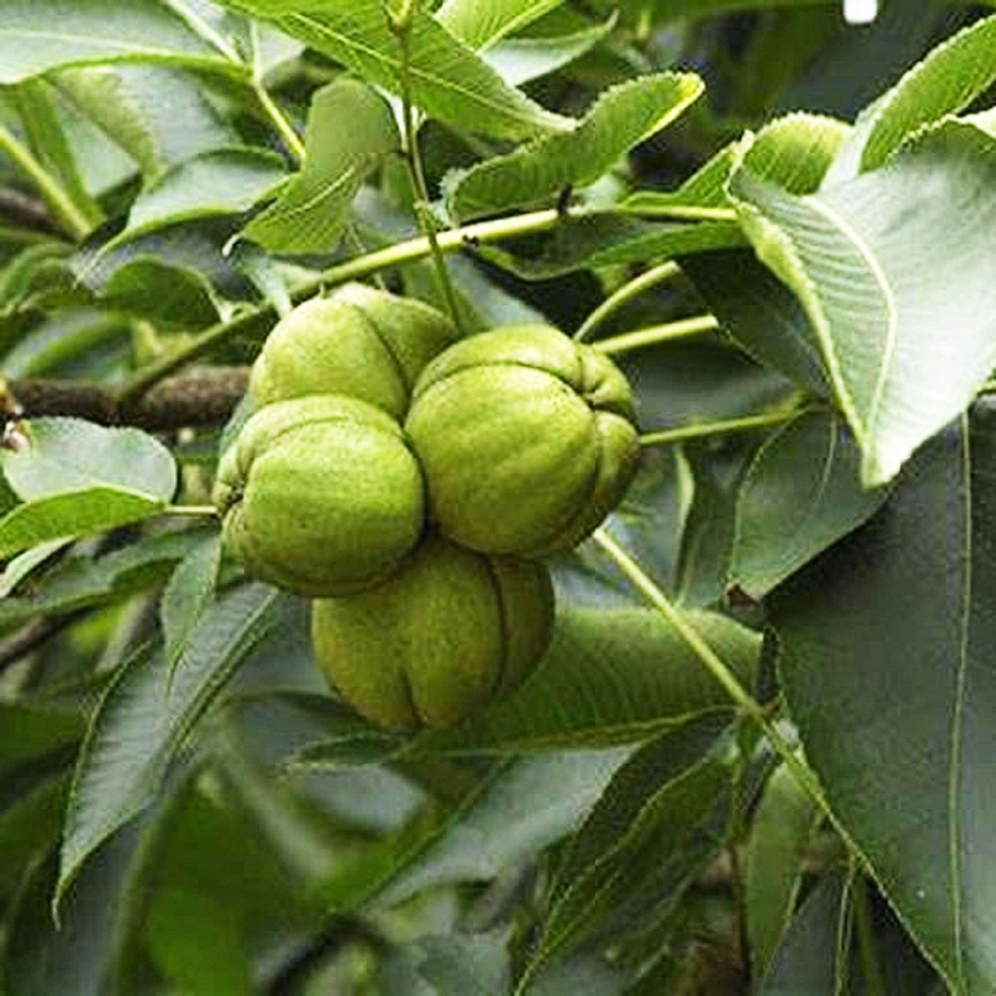 Non-GMO hickory seeds for home orchard planting