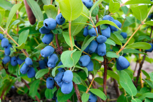 Non-GMO honeyberry seeds ideal for edible landscaping