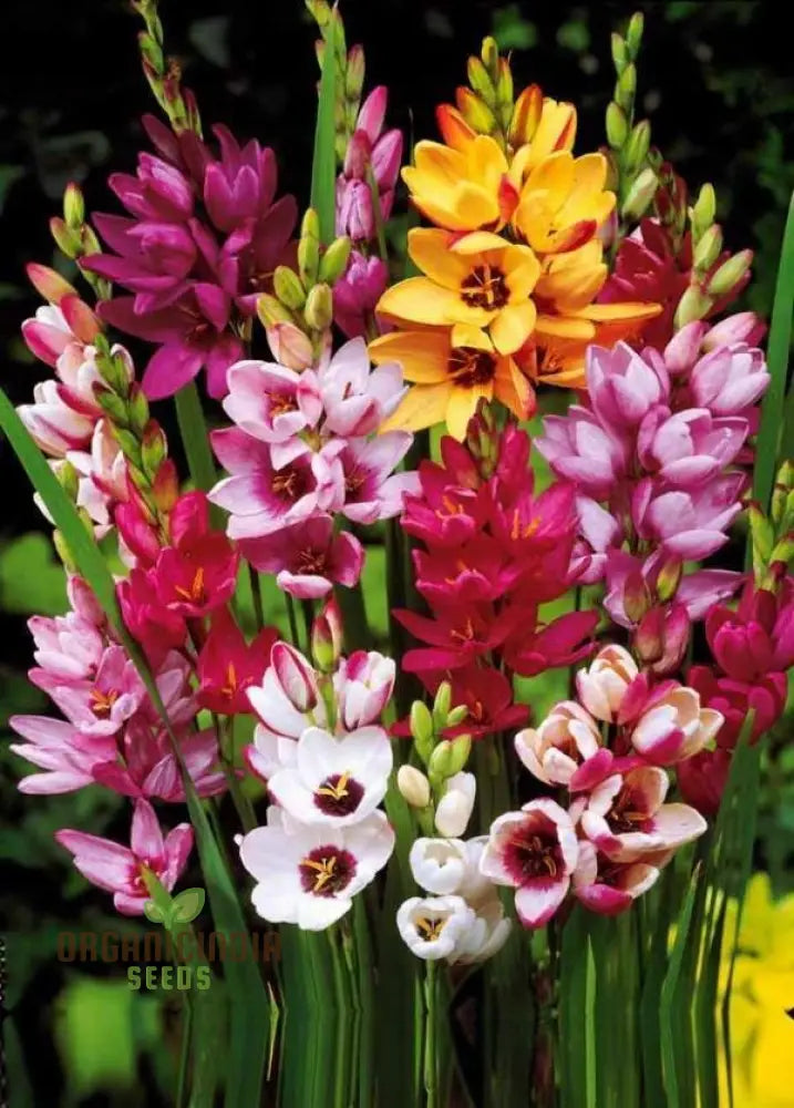 Non-GMO Ixia flower seeds