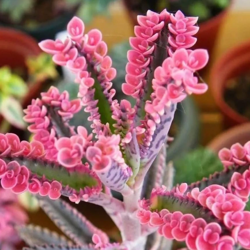 Non GMO Magic Mix Kalanchoe Seeds for Planting