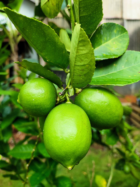 Non-GMO key lime tree seeds ideal for home gardening