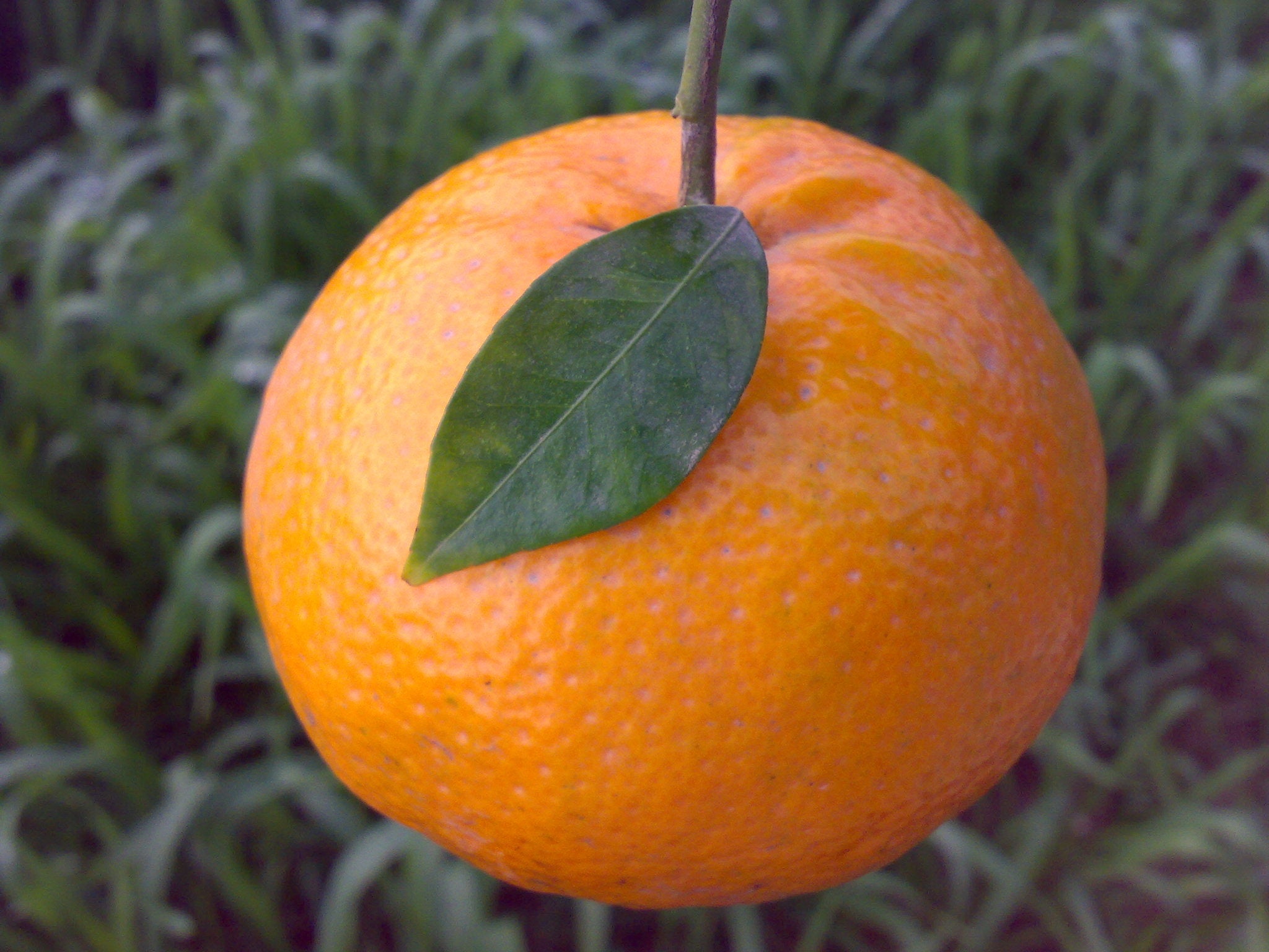 Non-GMO Kinnow orange seeds for planting citrus trees