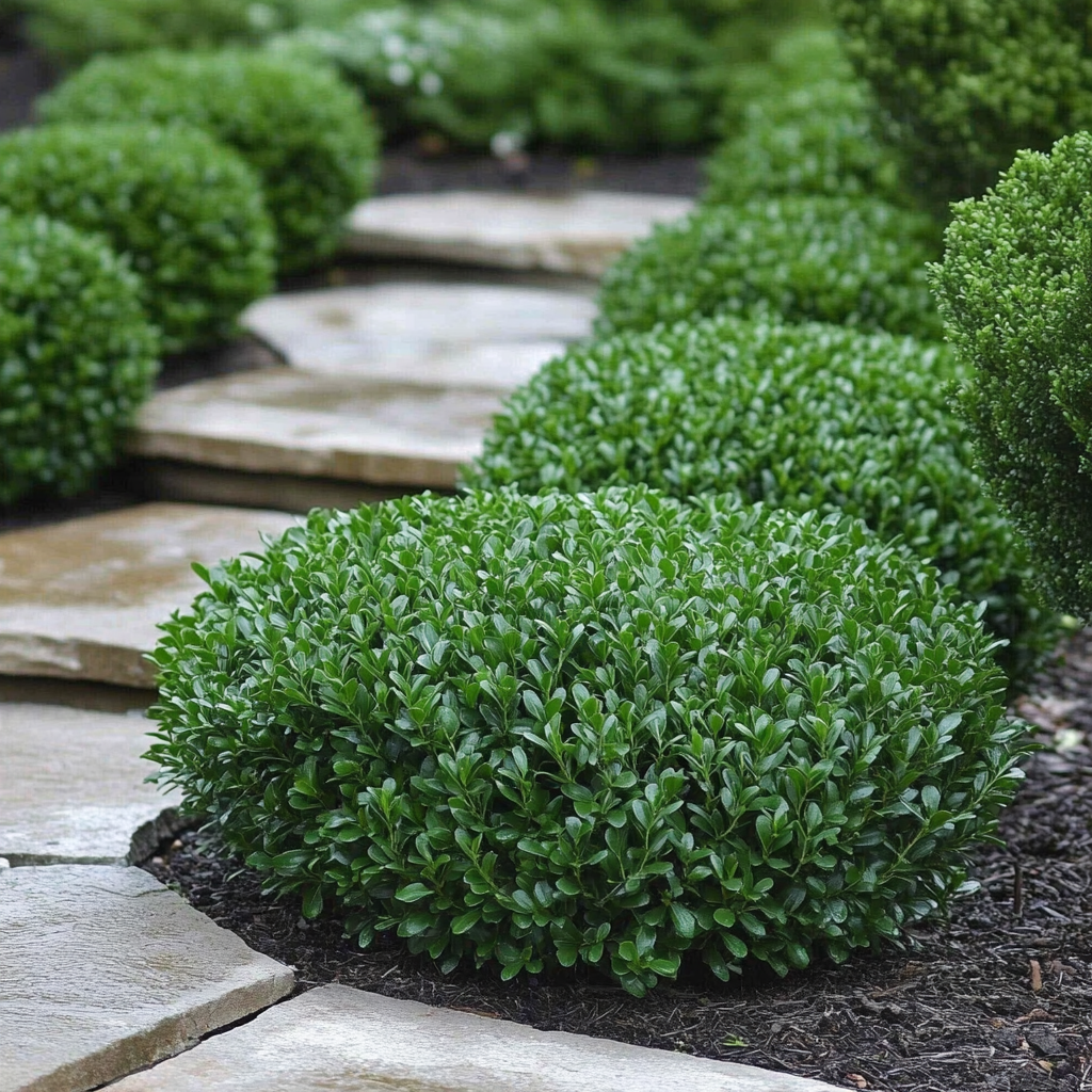 Non-GMO Korean Boxwood Seeds for Outdoor Planting