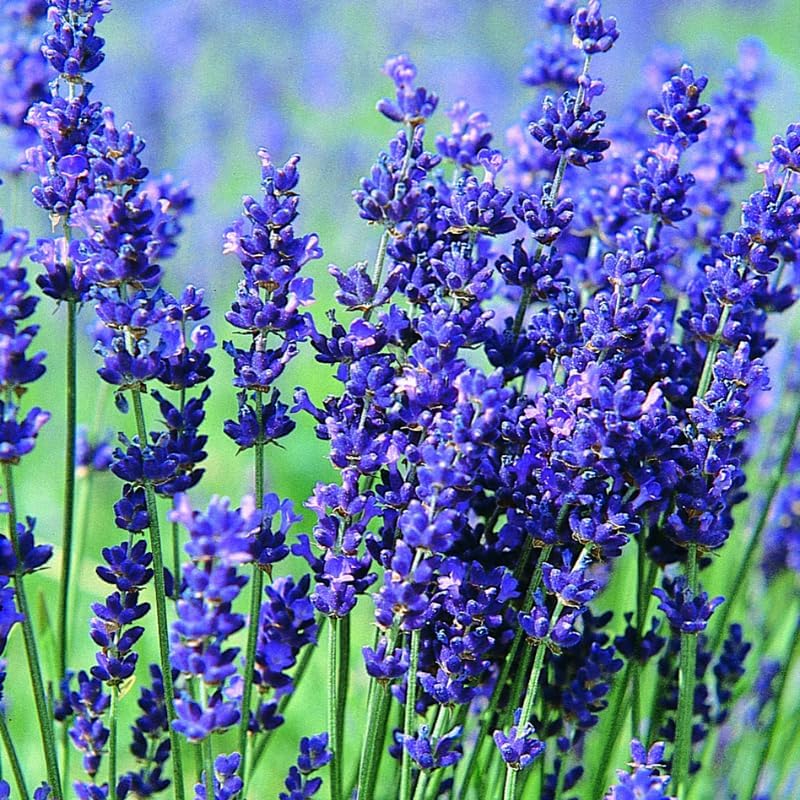 Non-GMO Lavender Blue Seeds for Home Garden and Borders