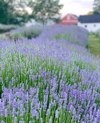 Non-GMO Lavender Seeds for Growing Aromatic Perennial Plants