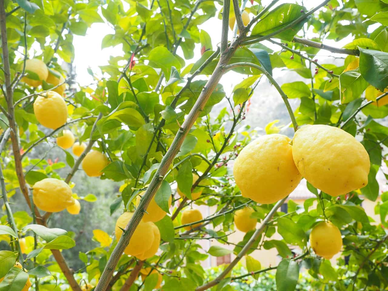 Non-GMO Lemon seeds for growing fresh citrus fruits