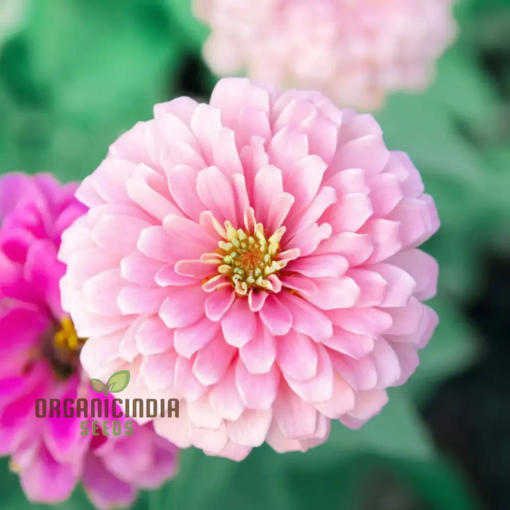 Non-GMO light pink zinnia seeds for planting