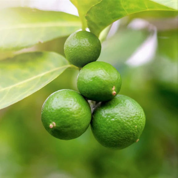 Non-GMO Key Lime Seeds for Organic Gardening