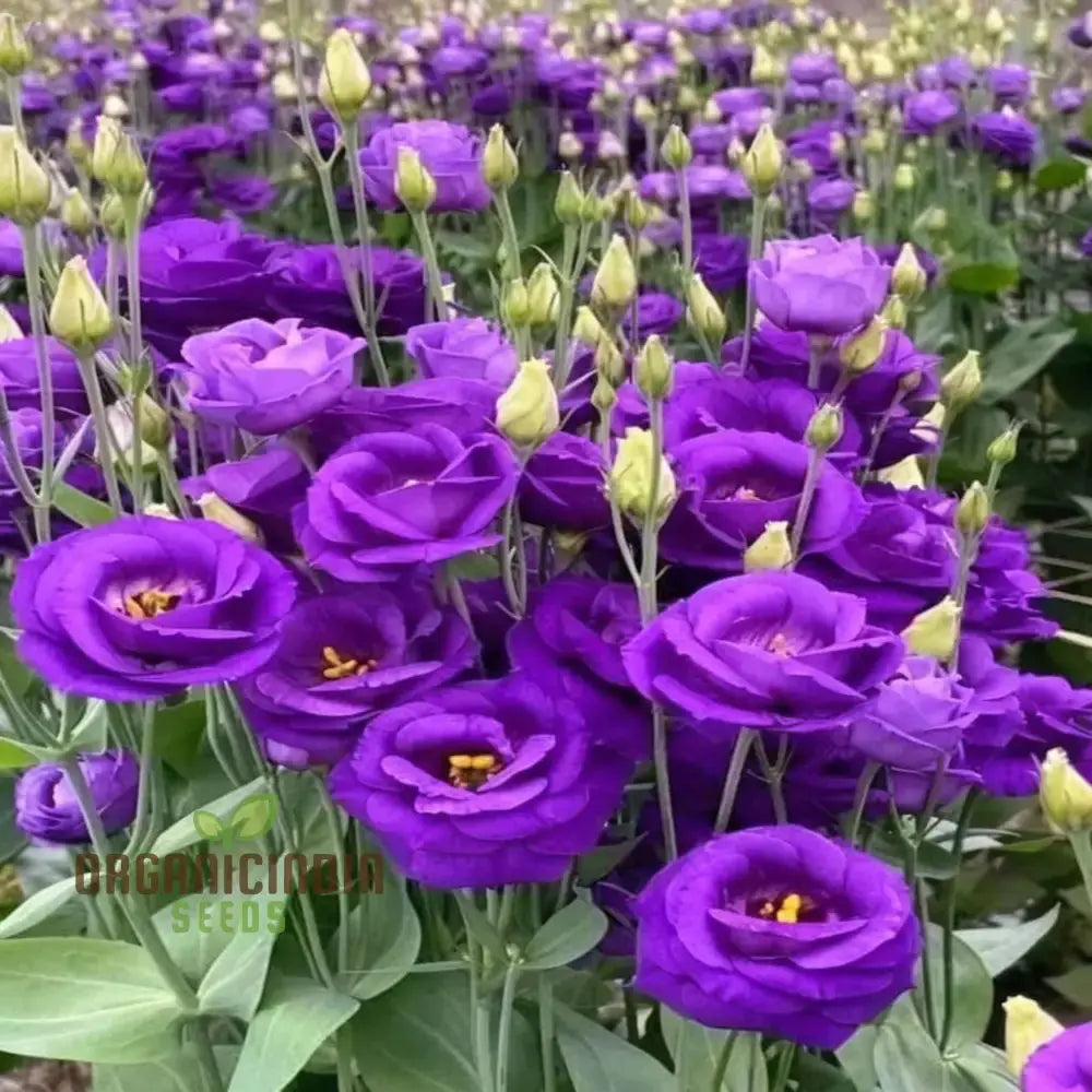 Non GMO mixed Lisianthus seeds