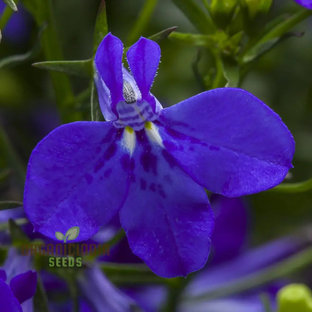 Non GMO lobelia blue seeds for colorful garden displays