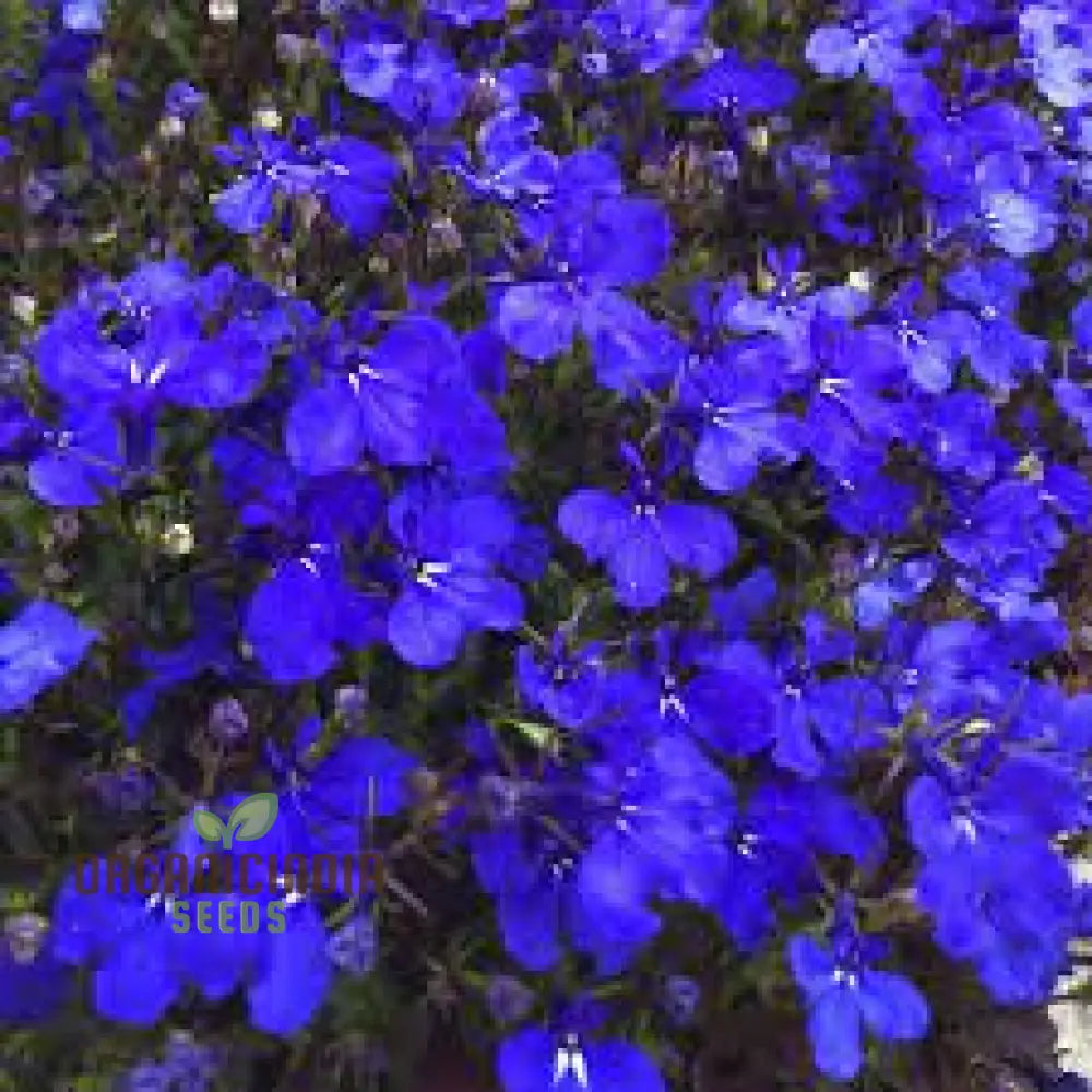 Non-GMO Lobelia Crystal Palace seeds compact flowering plants