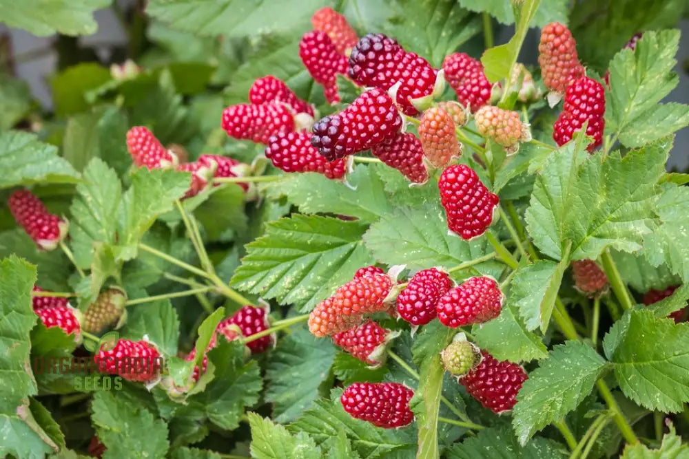 Non-GMO loganberry seeds for growing juicy berries