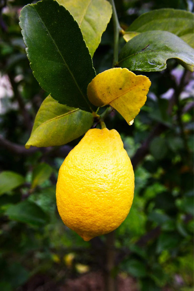 Non-GMO Lumia lemon seeds growing in containers