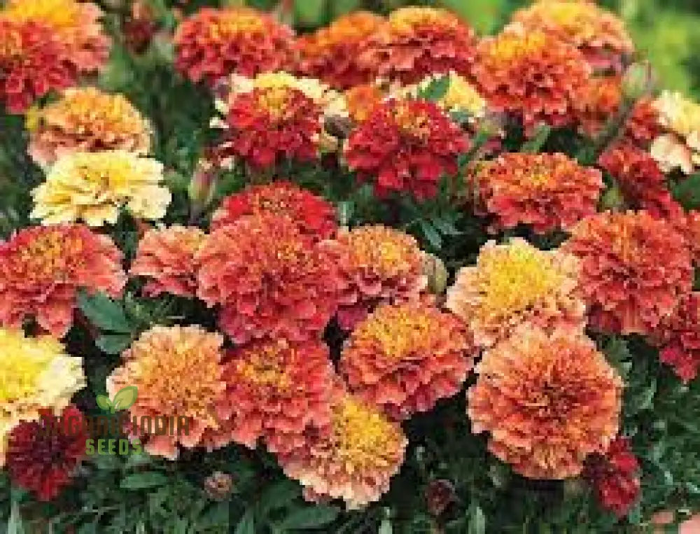 Non-GMO French Marigold Seeds for Decorative Landscaping