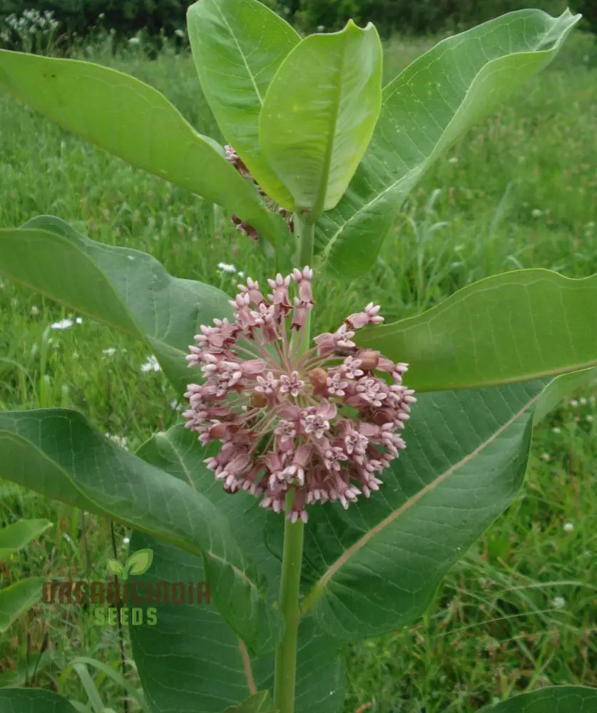 Non-GMO Common Milkweed Seeds for Home Gardening
