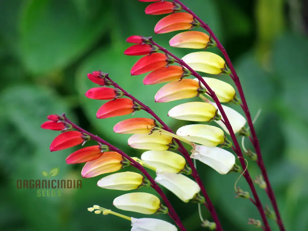 Non-GMO Mina Lobata seeds vibrant red to yellow blooms