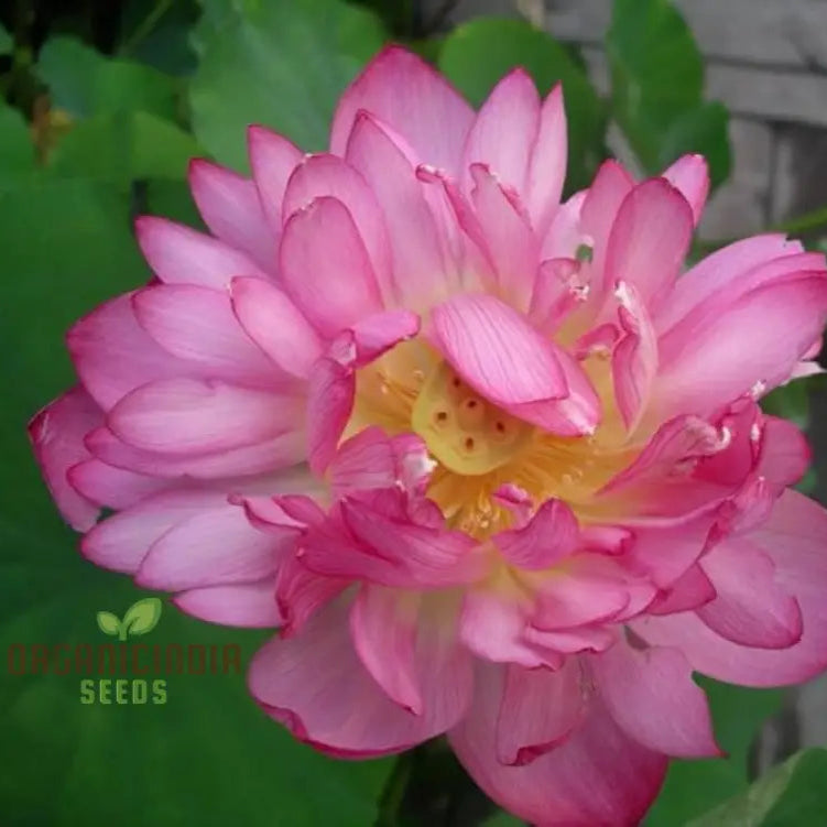Non-GMO Momo Botan lotus seeds easy to grow pink flowers