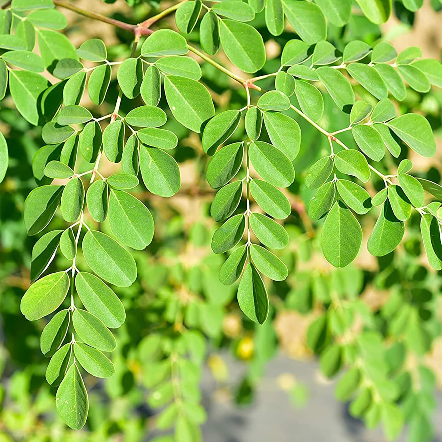 Non-GMO Moringa Oleifera Seeds for Fast Growing Trees
