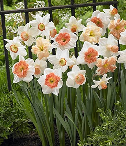 Non-GMO Narcissus Garden Seeds for Colorful Flower Beds