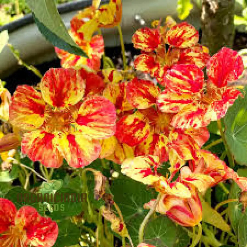 Non GMO Ice Cream Sundae nasturtium seeds for planting
