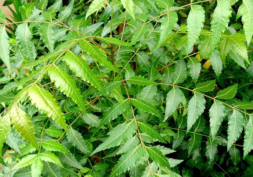 Non-GMO Neem Plant Seeds for Growing Beneficial Trees