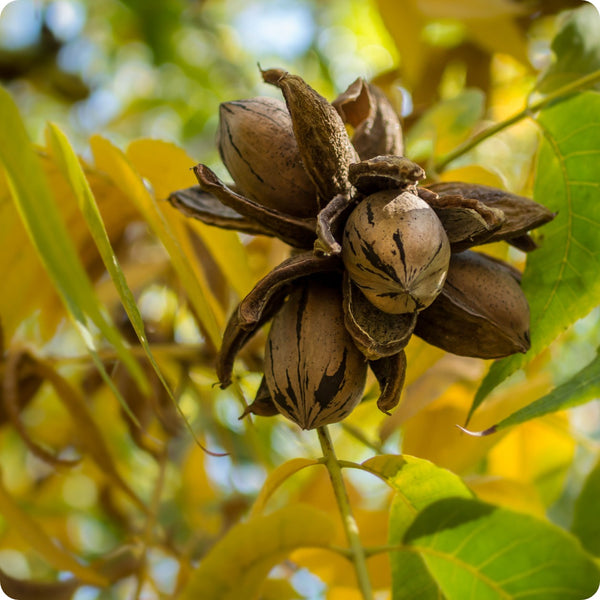 Non-GMO Northern Pecan seeds for growing nut-bearing trees