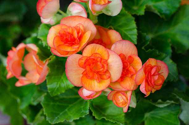 Non-GMO Orange Begonia Seeds for Home Garden Planting