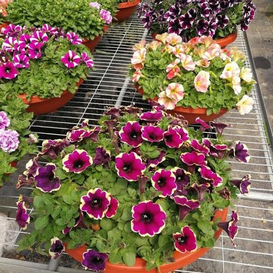 Non GMO Petunia Seeds for Planting Colorful Garden Flowers