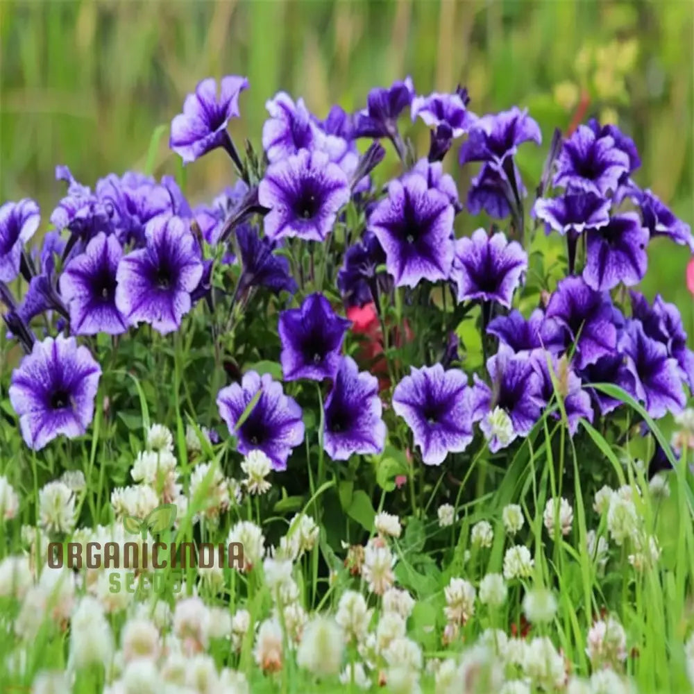 Non-GMO Purple Petunia Seeds for Decorative Garden Flowers