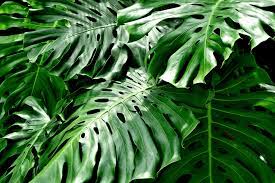 Non-GMO Philodendron Vine Seeds for Indoor Tropical Plants