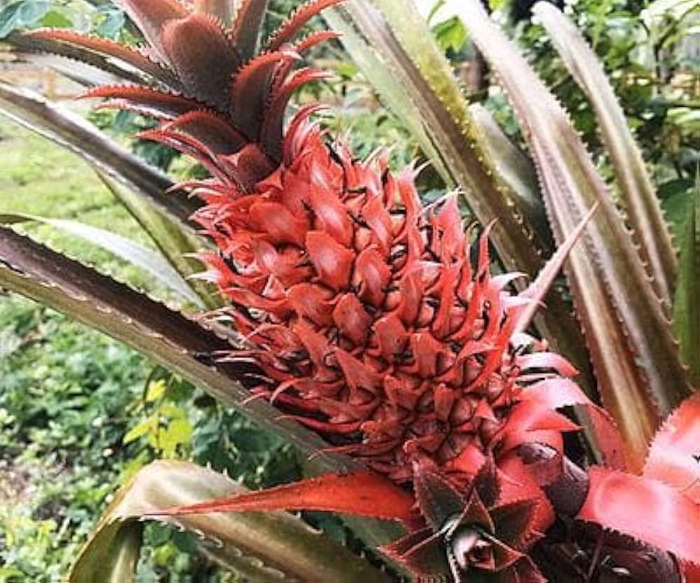 Non-GMO pineapple seeds for tropical home gardening