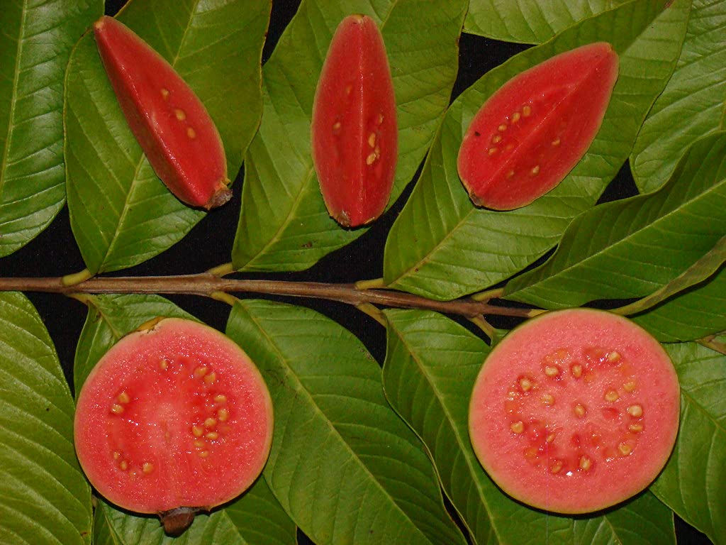 Non-GMO pink guava seeds growing in containers
