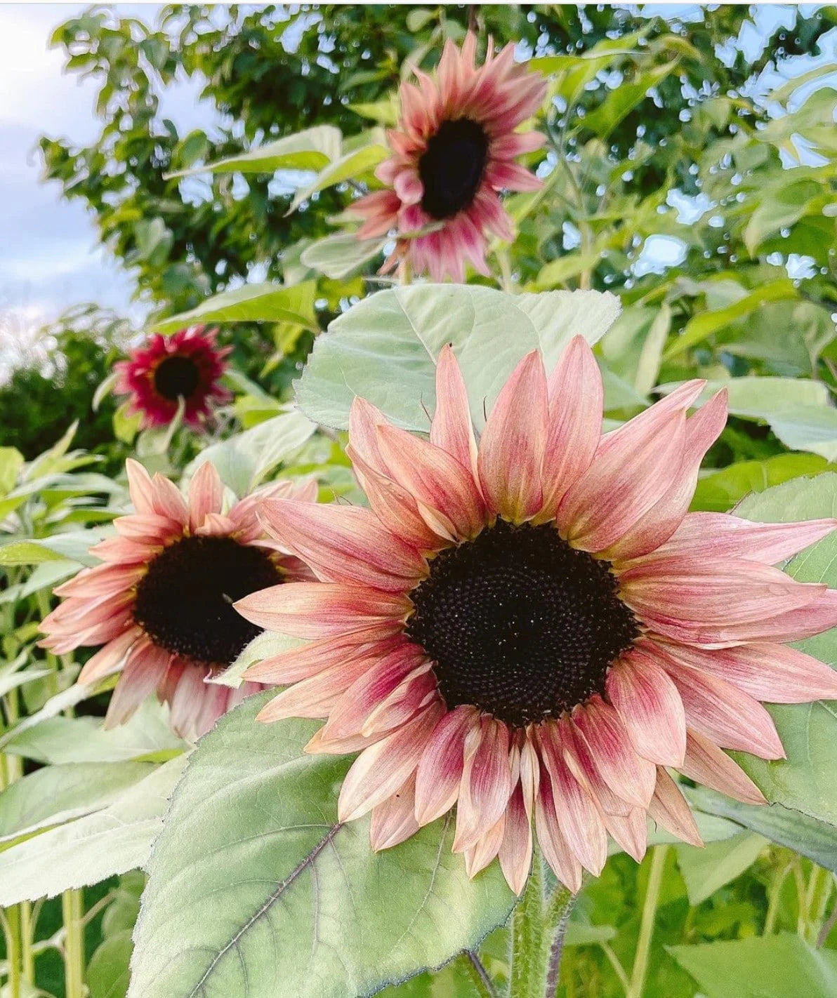 Non-GMO pink sunflower seeds for planting