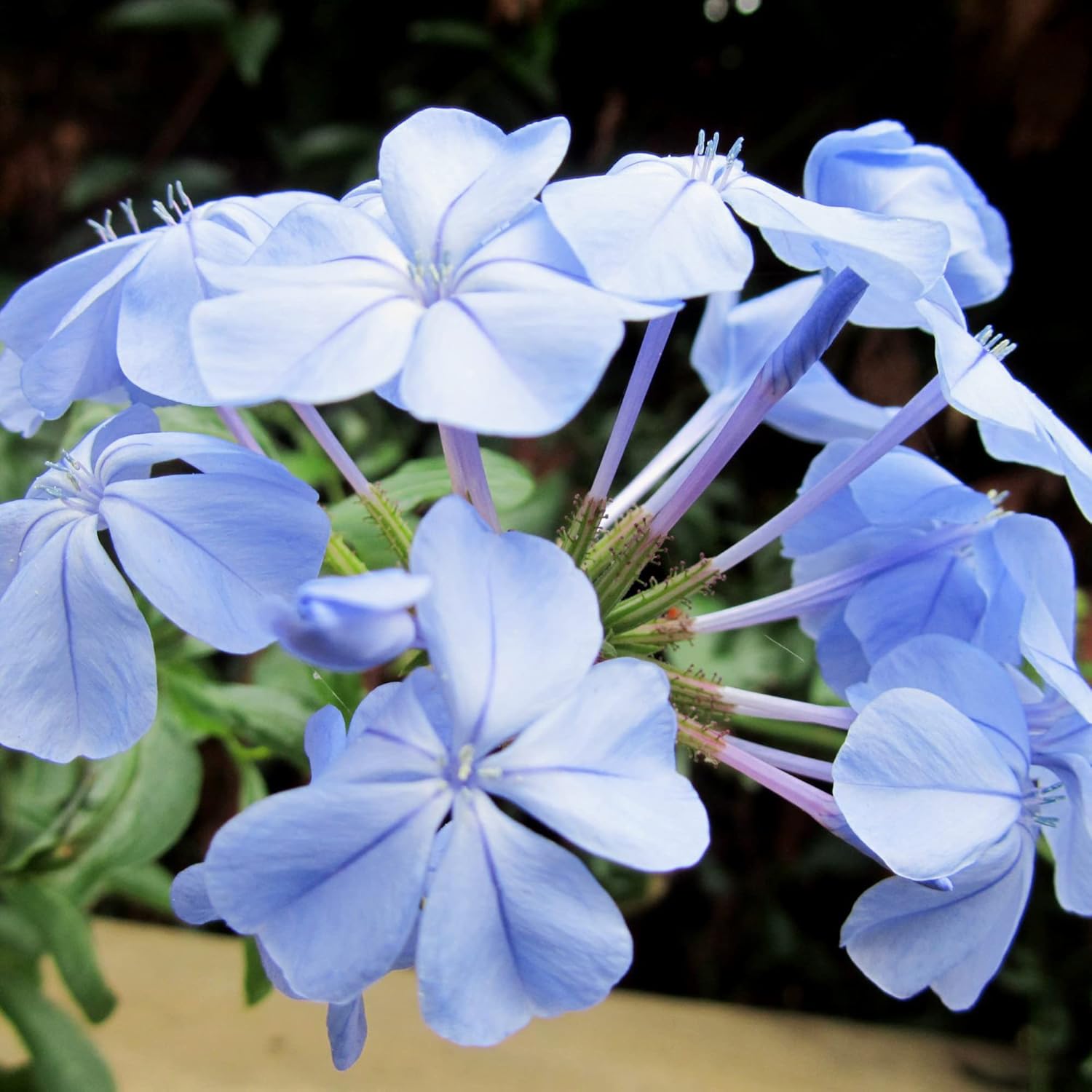 Non-GMO Plumbago seeds