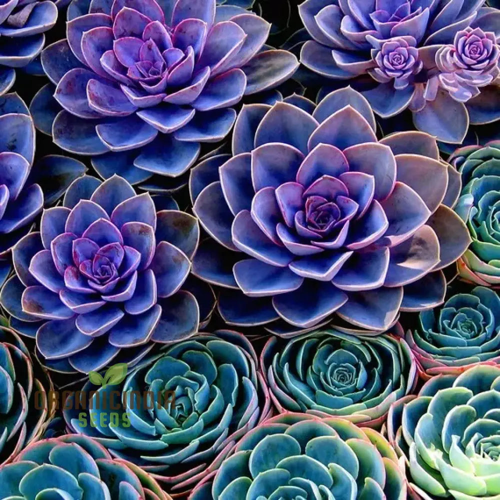 Non-GMO Polygon flower seeds with unique fleshy petals