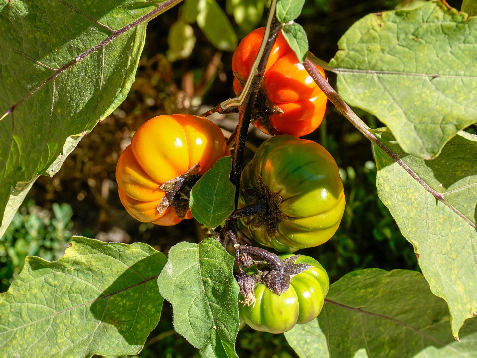 Non-GMO Pumpkin on a Stick seeds