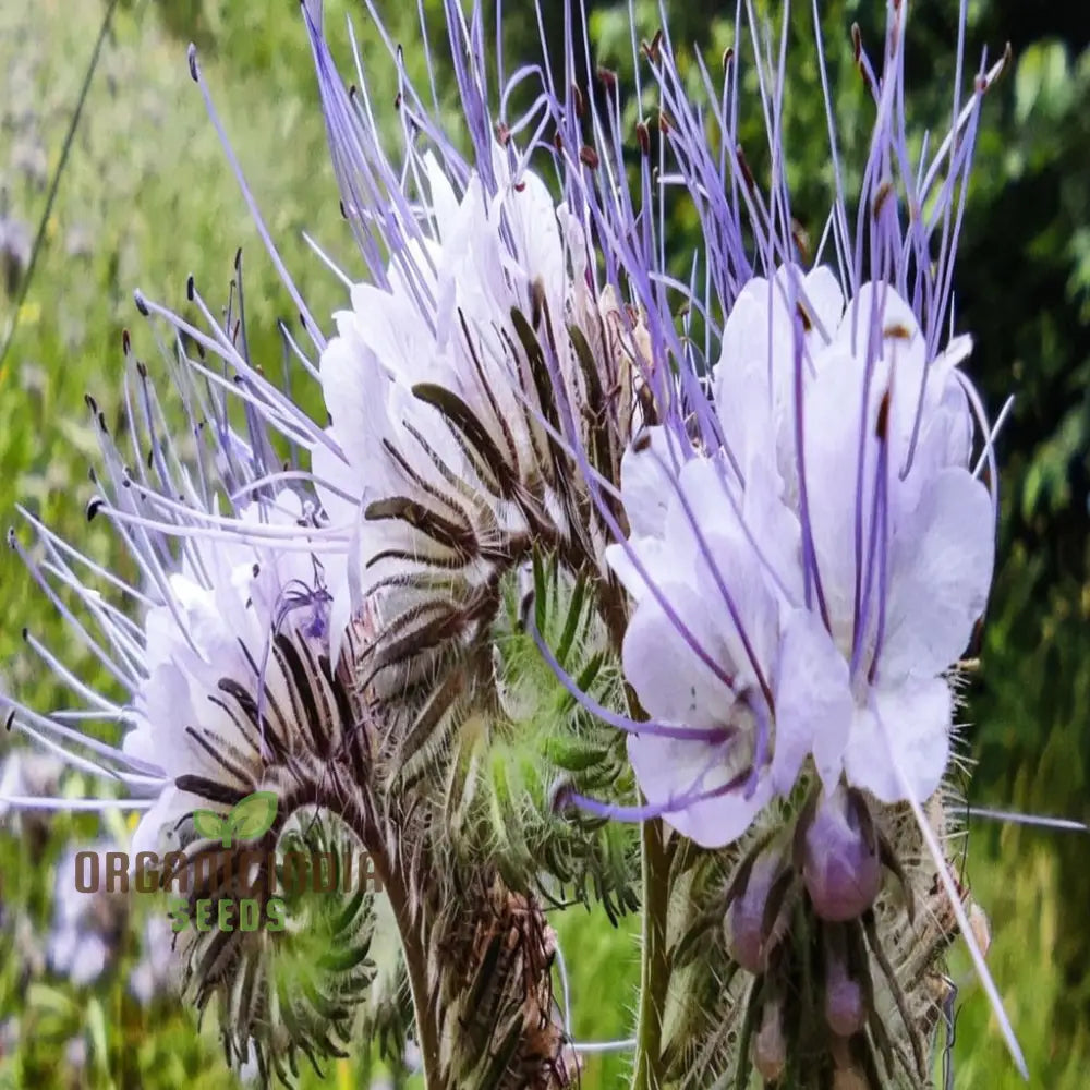 Non GMO purple fiddleneck seeds for gardening