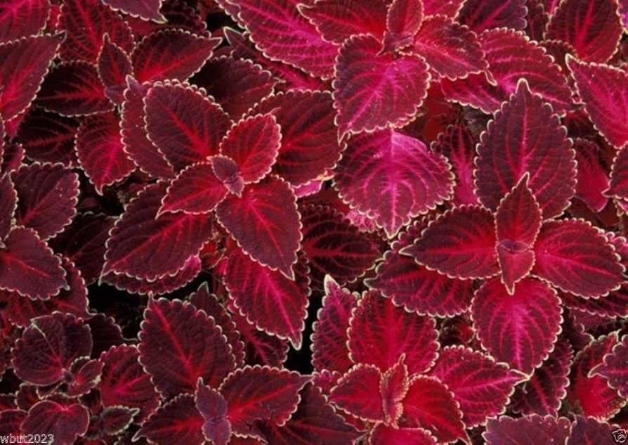Non-GMO red Coleus seeds vibrant foliage for borders