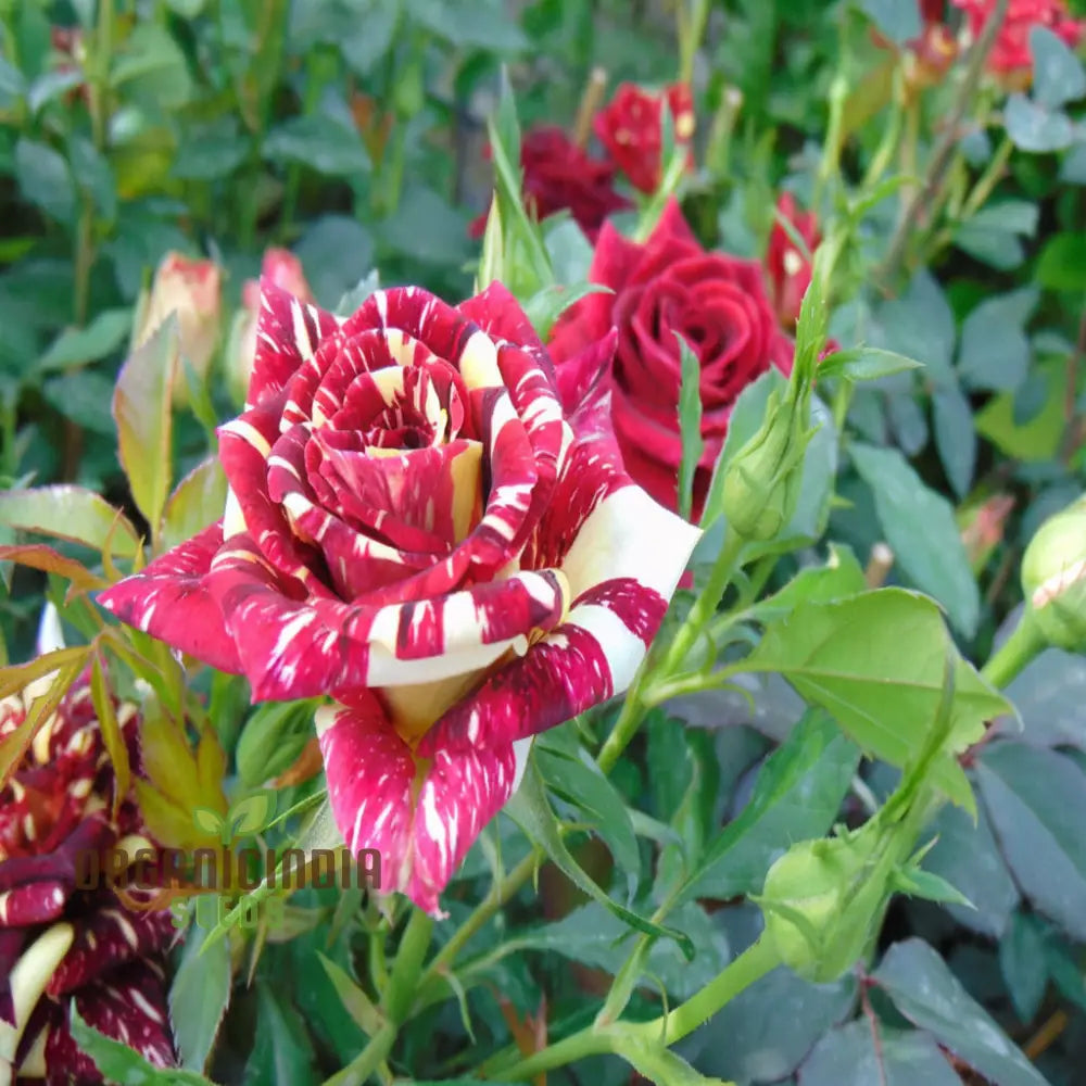 Non-GMO Ma Cherie Rose Flower Seeds for Planting