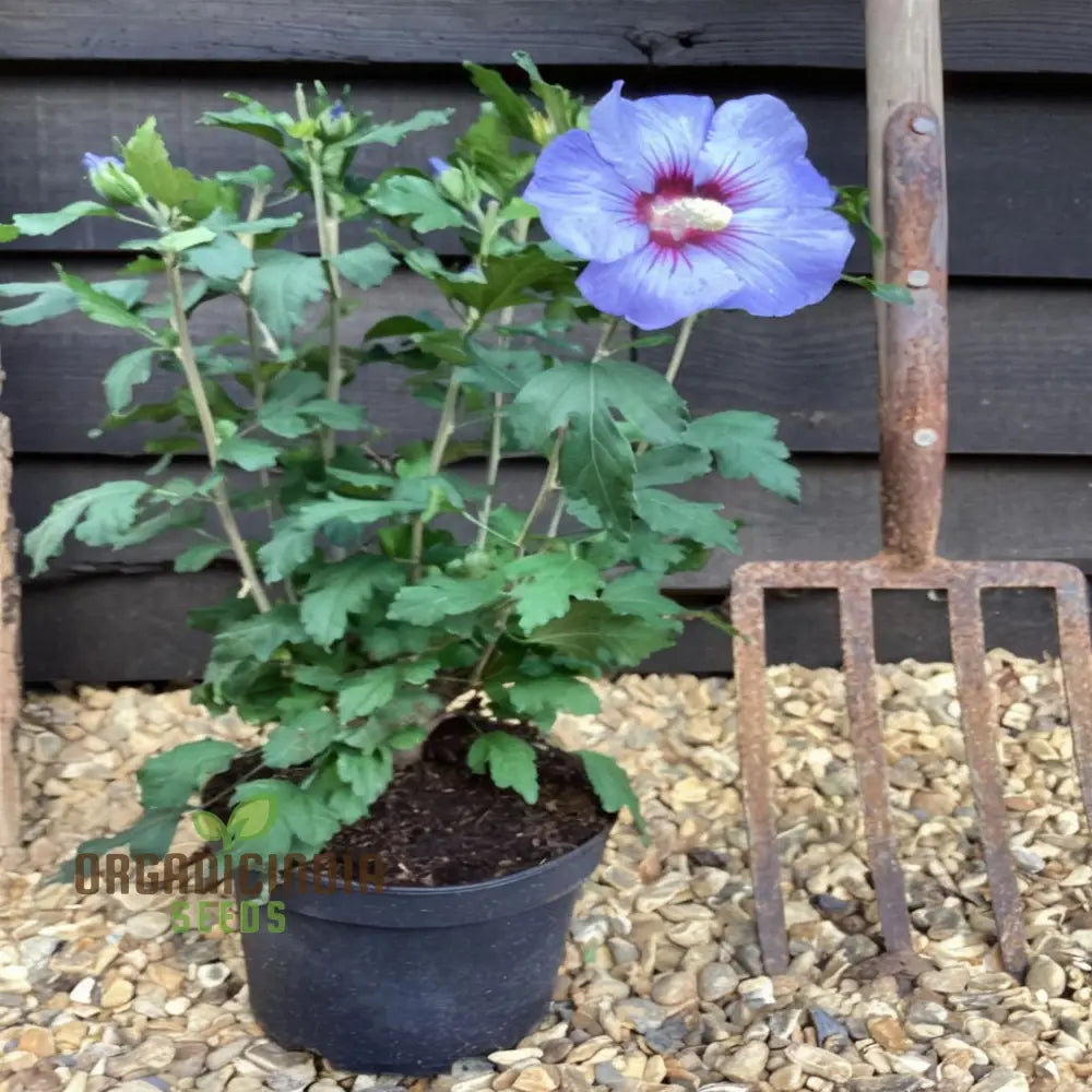 Non-GMO Rose of Sharon Seeds for Ornamental Landscaping