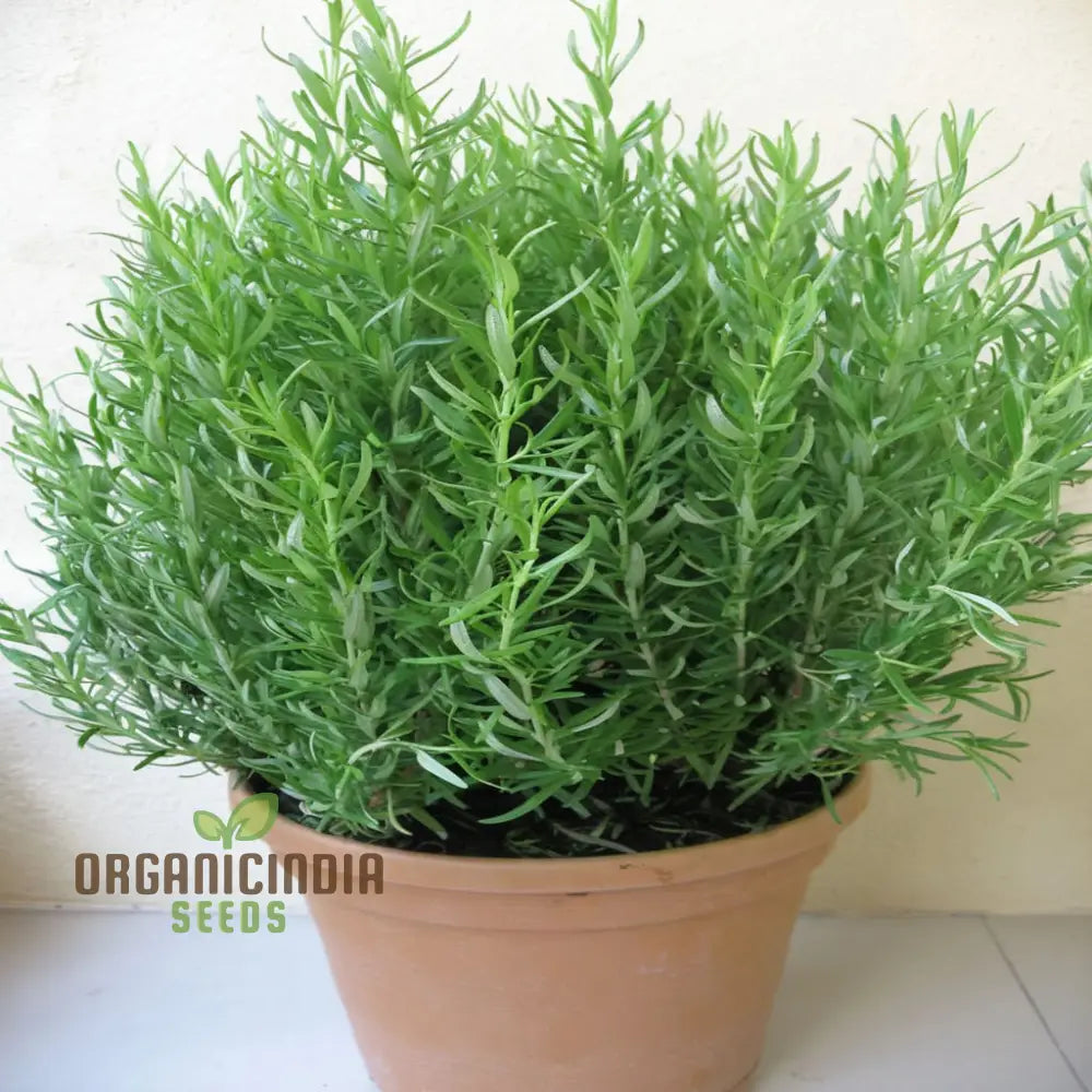 Non-GMO Rosemary Seeds for Planting in Home Garden