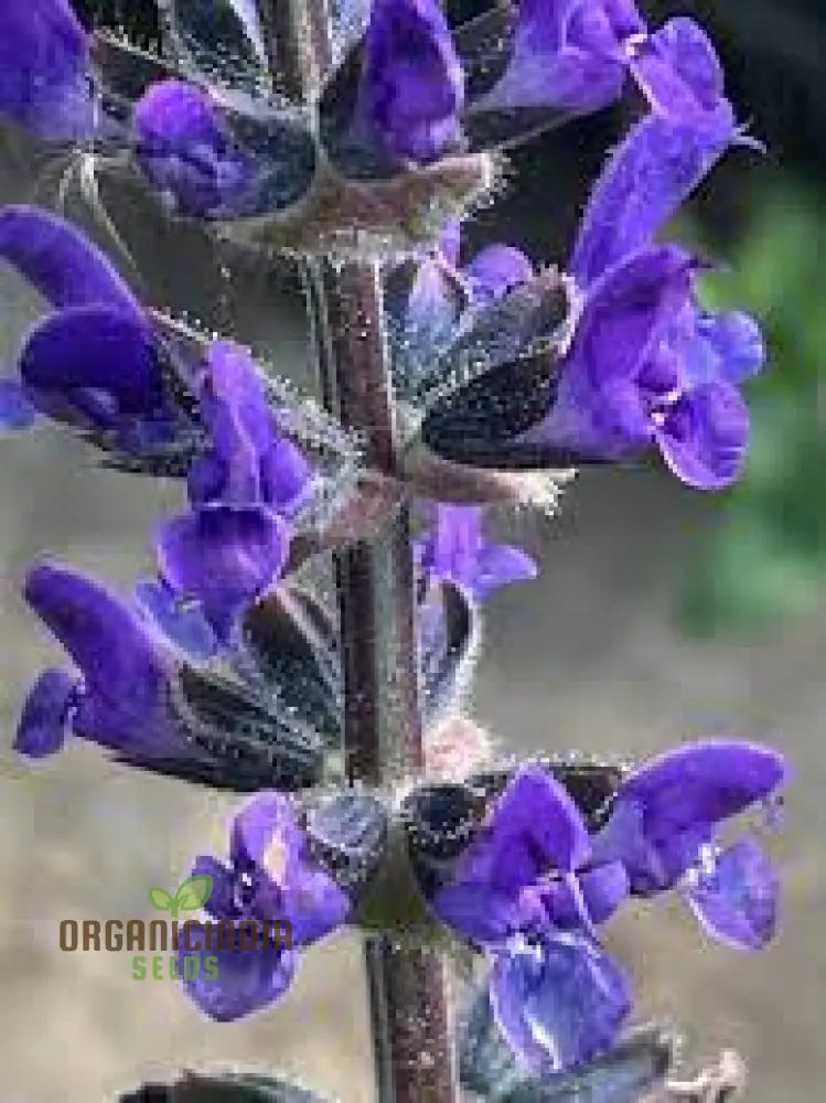 Non-GMO salvia seeds perennial flowering plants