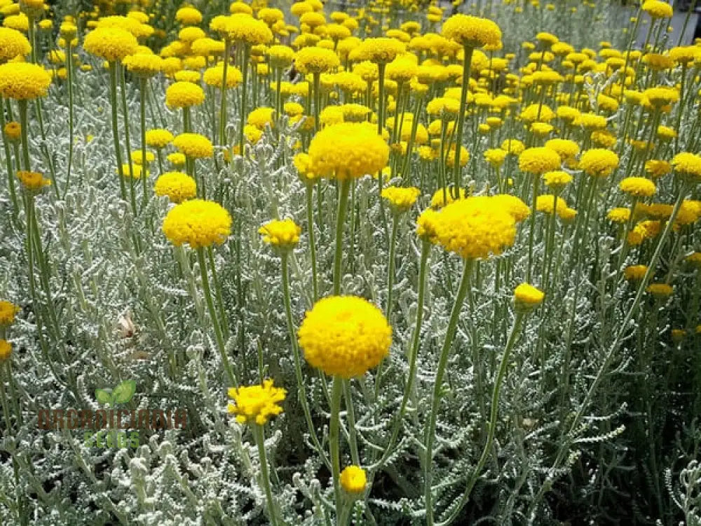 Non-GMO Santolina flower seeds aromatic foliage