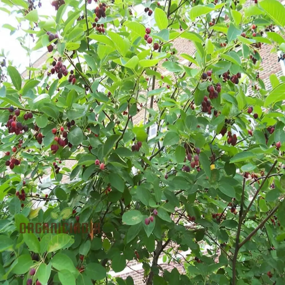 Non-GMO Saskatoon Berry seeds for edible gardening