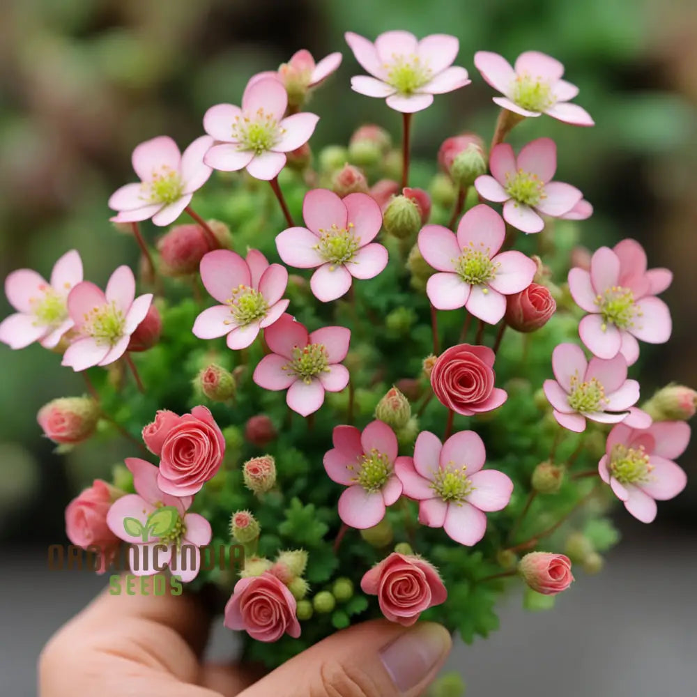 Non-GMO Saxifraga Rose Seeds for Landscaping and Borders