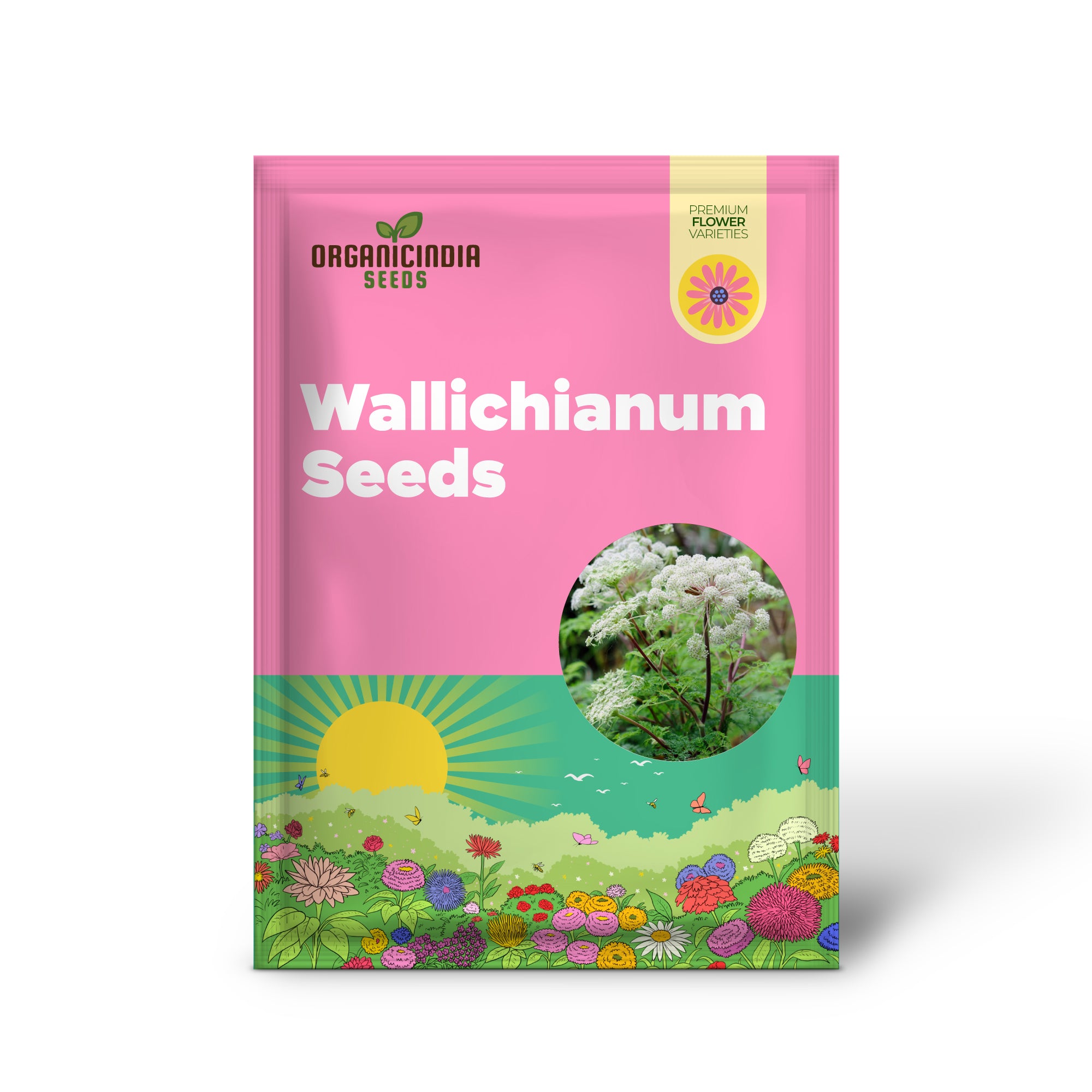 Non-GMO Selinum seeds for garden borders