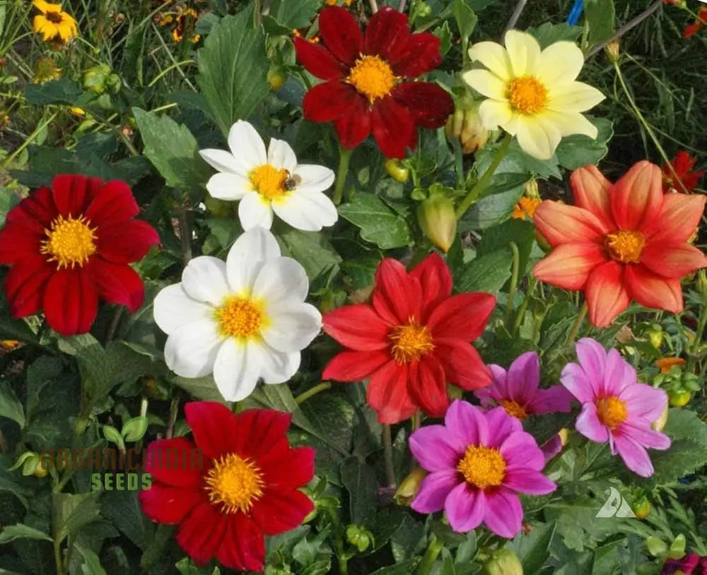 Non-GMO single flowered mix seeds for home gardening