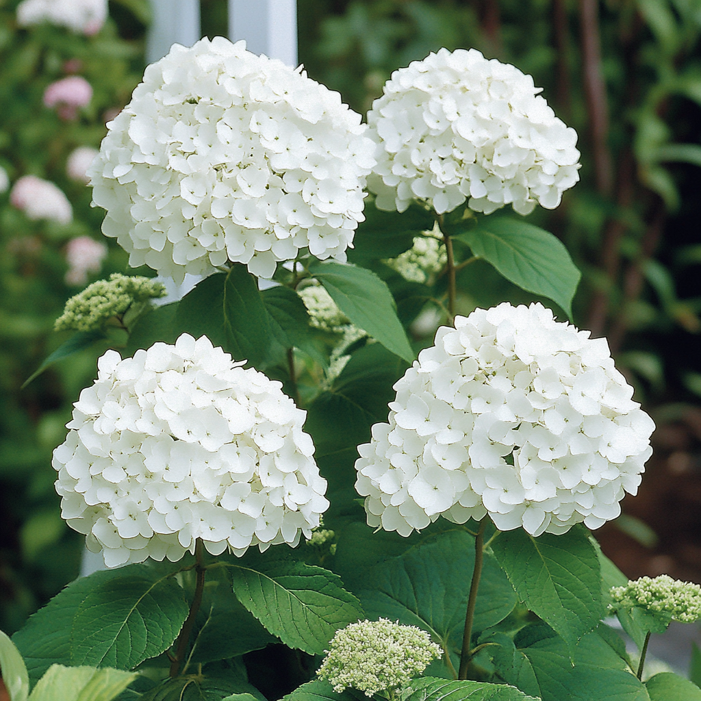 Non-GMO Smooth Hydrangea Seeds for Planting Shrubs