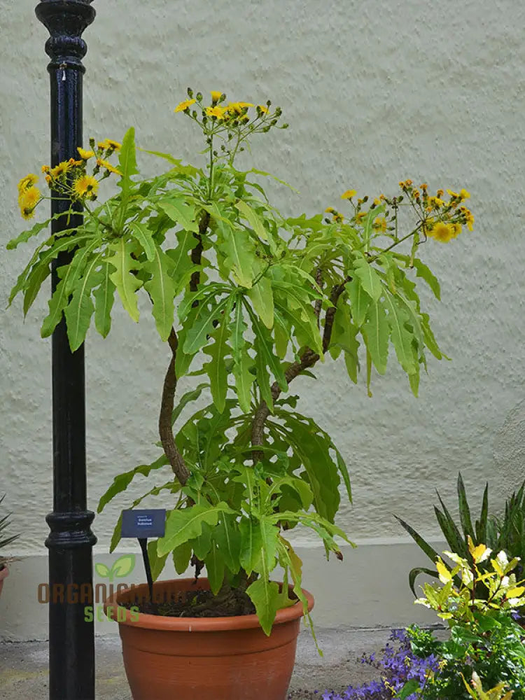 Non-GMO Sonchus fruticosus seeds for home landscapes